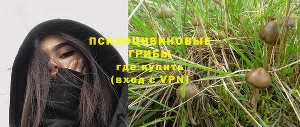 стафф Новозыбков